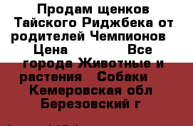 Продам щенков Тайского Риджбека от родителей Чемпионов › Цена ­ 30 000 - Все города Животные и растения » Собаки   . Кемеровская обл.,Березовский г.